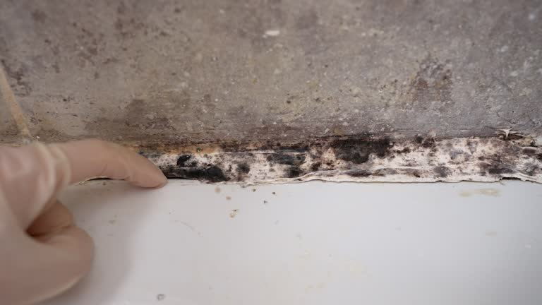 Mold Documentation for Insurance Claims in Henderson, LA