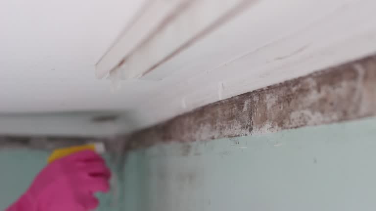 Trusted Henderson, LA Mold Removal Experts